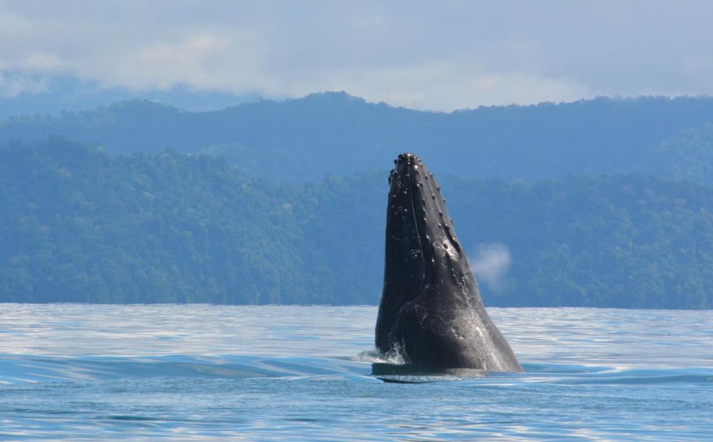 Cradle of the Whales Festival