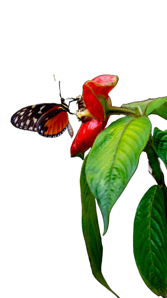 Butterfly of the Osa Peninsula